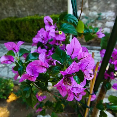 Morovic Apartment *